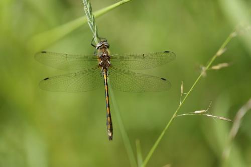 Oxygastra curtisii